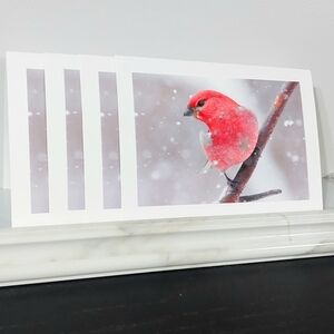 Pine Grosbeak Matte Finish 5"x7" Blank Photo Card - 4 Card Lot of the Same Photo